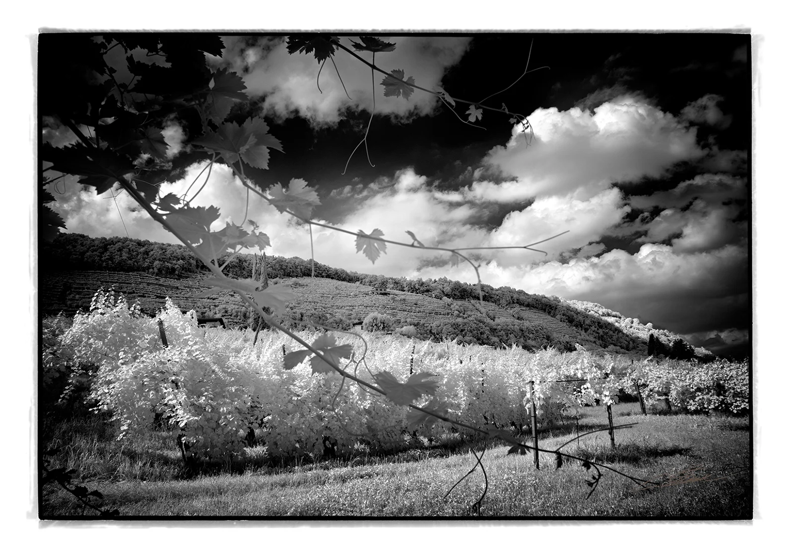 Foto Autore Claudio Schincariol - Bassano Fotografia