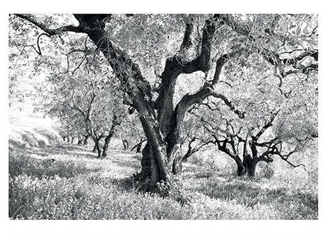 Catalogo Autore Adriana Moretto - Bassano Fotografia
